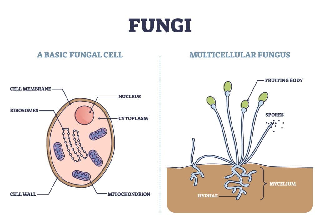 Fungi internal structure